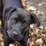 Before an Animal Disease Becomes a Human Epidemic